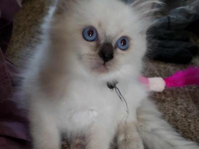 Black - Ragdoll - Gallery Photo #1