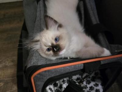 Purple Collar - Ragdoll - Gallery Photo #1