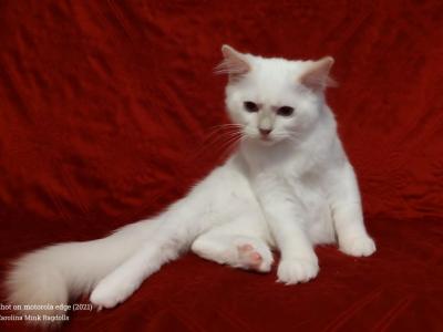 Lilac Mitted Male In Crystal's Litter - Ragdoll - Gallery Photo #1