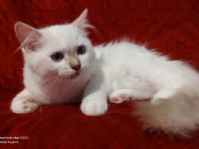 Chocolate Lynx Mitted Female In Maggie's Litter - Ragdoll - Gallery Photo #1