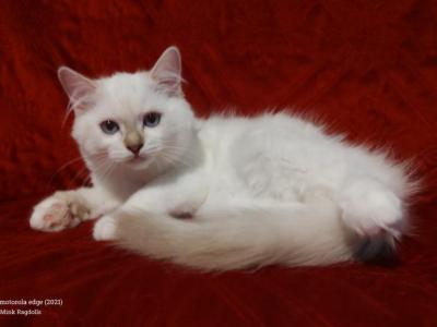 Chocolate Silver Lynx Point Female In Dandy Lion's - Ragdoll - Gallery Photo #1