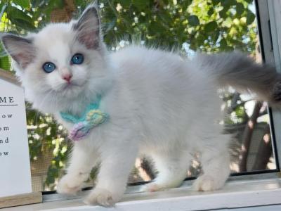 R026 - Ragdoll - Gallery Photo #1