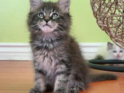 M005 - Maine Coon - Gallery Photo #1