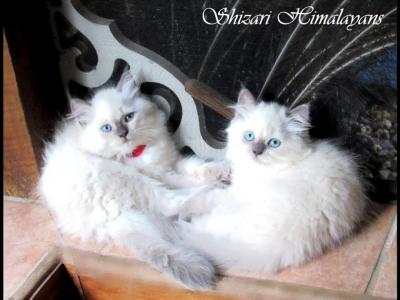 Himalayan Kitten Beauties - Himalayan - Gallery Photo #1