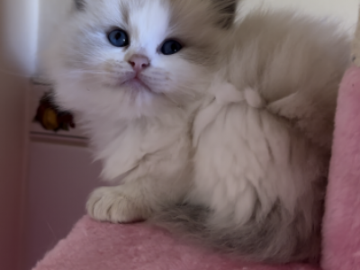 Sugar - Ragdoll - Gallery Photo #1