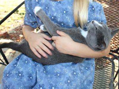 Russian Blue Mix - Russian Blue - Gallery Photo #1