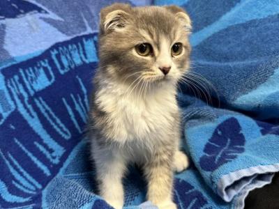 Scottish Fold Kittens - Scottish Fold - Gallery Photo #1