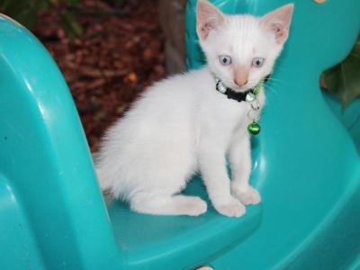 White Kittens With Blue Eyes - Domestic - Gallery Photo #1