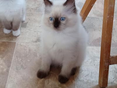 Olive's Seal Point Boy - Ragdoll - Gallery Photo #1