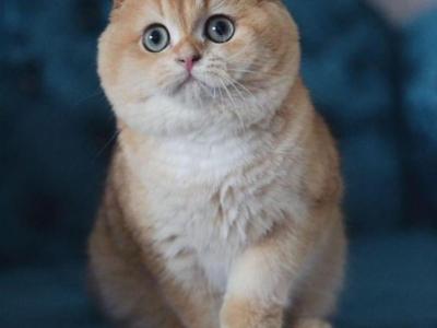 Prince - Scottish Fold - Gallery Photo #1