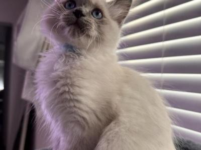 Rudy - Ragdoll - Gallery Photo #1