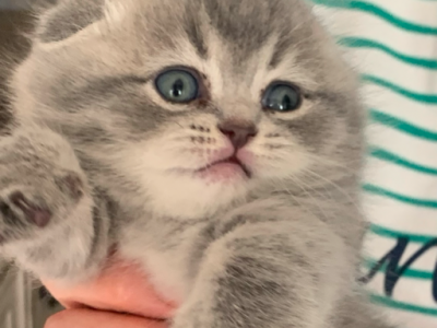 Limpo - Scottish Fold - Gallery Photo #1