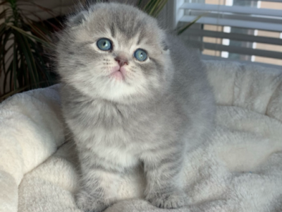 Luka - Scottish Fold - Gallery Photo #1