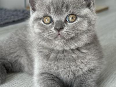 Mr Darcy - British Shorthair - Gallery Photo #1