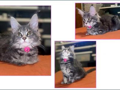 Silver Female - Maine Coon - Gallery Photo #1