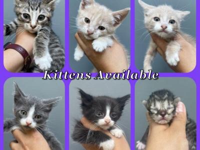 Kittens - American Shorthair - Gallery Photo #1