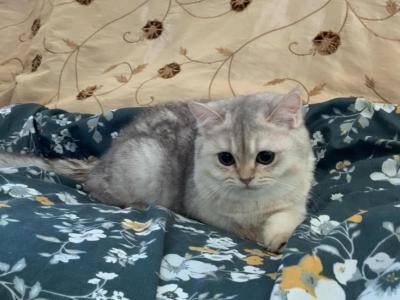 Anica - Scottish Fold - Gallery Photo #1