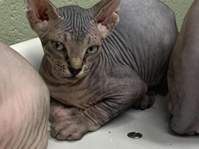 Dark Tabby Female - Sphynx - Gallery Photo #1