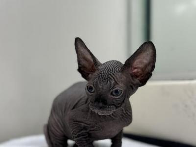 Sphynx Kittens - Sphynx - Gallery Photo #1