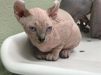 Light Tabby Female - Sphynx - Gallery Photo #1