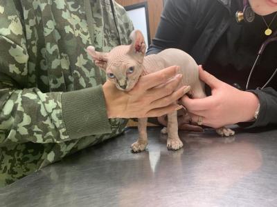 Light Tabby Male One - Sphynx - Gallery Photo #1