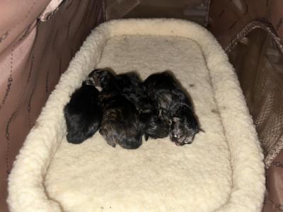 Siberian Norwegian Litter - Siberian - Gallery Photo #1