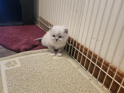 Asia's Female Kitten - Himalayan - Gallery Photo #1