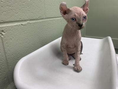 Light Tabby Male Two - Sphynx - Gallery Photo #1