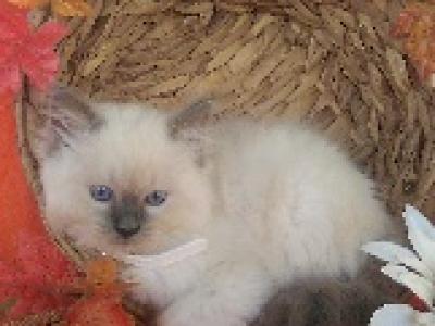 Harry - Ragdoll - Gallery Photo #1