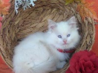 Isabella - Ragdoll - Gallery Photo #1