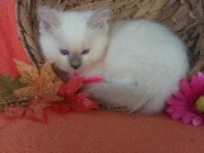 Tinkerbell - Ragdoll - Gallery Photo #1