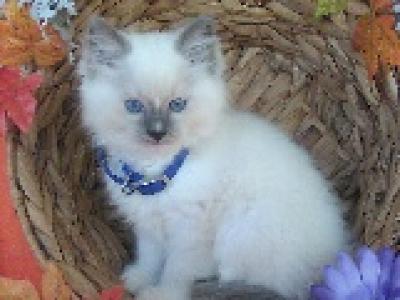 Rusty - Ragdoll - Gallery Photo #1