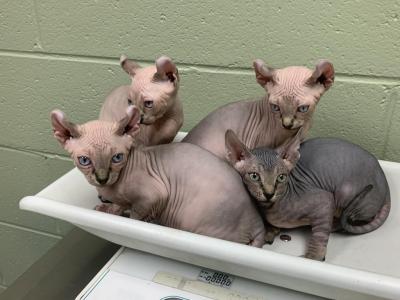 Binx And Nellie Litter - Sphynx - Gallery Photo #1