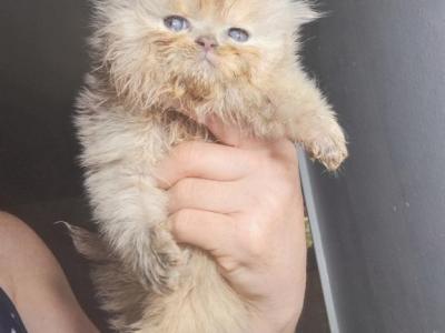 Cfa Rare Lilac Female Kitten For Deposit - Persian - Gallery Photo #1