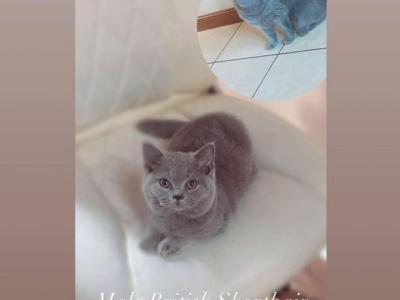 Boo - British Shorthair - Gallery Photo #1