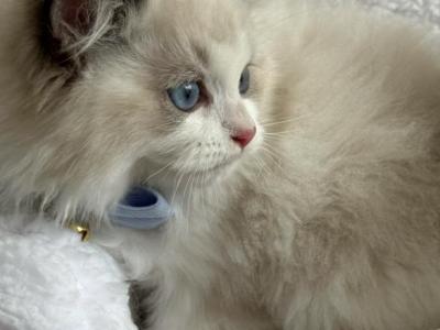 Marvelous Raggies - Ragdoll - Gallery Photo #1