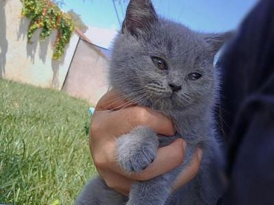 British Shorthair Female - British Shorthair - Gallery Photo #1