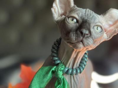 Black Elf Male - Sphynx - Gallery Photo #1