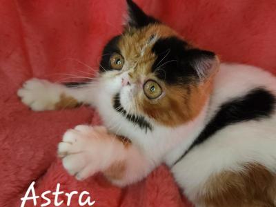 Astra - Exotic - Gallery Photo #1