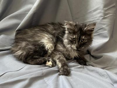 Half Maine Coon Smoke Tortie - Maine Coon - Gallery Photo #1