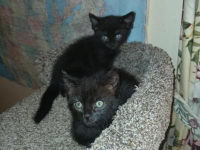 3 Black Kittens - Domestic - Gallery Photo #1