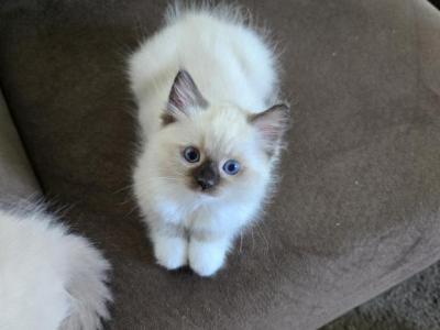 Pink Collar - Ragdoll - Gallery Photo #1