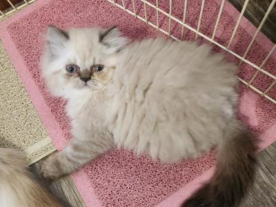 Willow's Litter - Himalayan - Gallery Photo #1