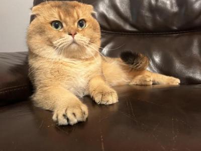 Money - Scottish Fold - Gallery Photo #1