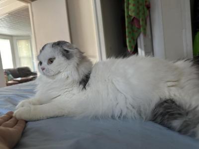 Leeloo - Scottish Fold - Gallery Photo #1