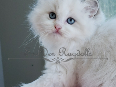 Hercules - Ragdoll - Gallery Photo #1