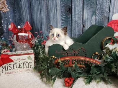 Lit Bitty - Ragdoll - Gallery Photo #1