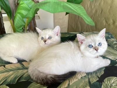 Scottish Straight  Shorthair Color Point With Blue - Scottish Fold - Gallery Photo #1