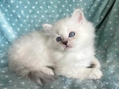 Ragdoll  Female - Ragdoll - Gallery Photo #1