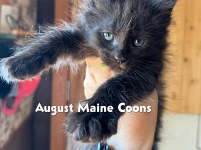 Maine Coon Kittens - Maine Coon - Gallery Photo #1